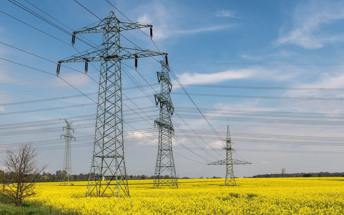Distribution towers and conductors above a field of yellow rape