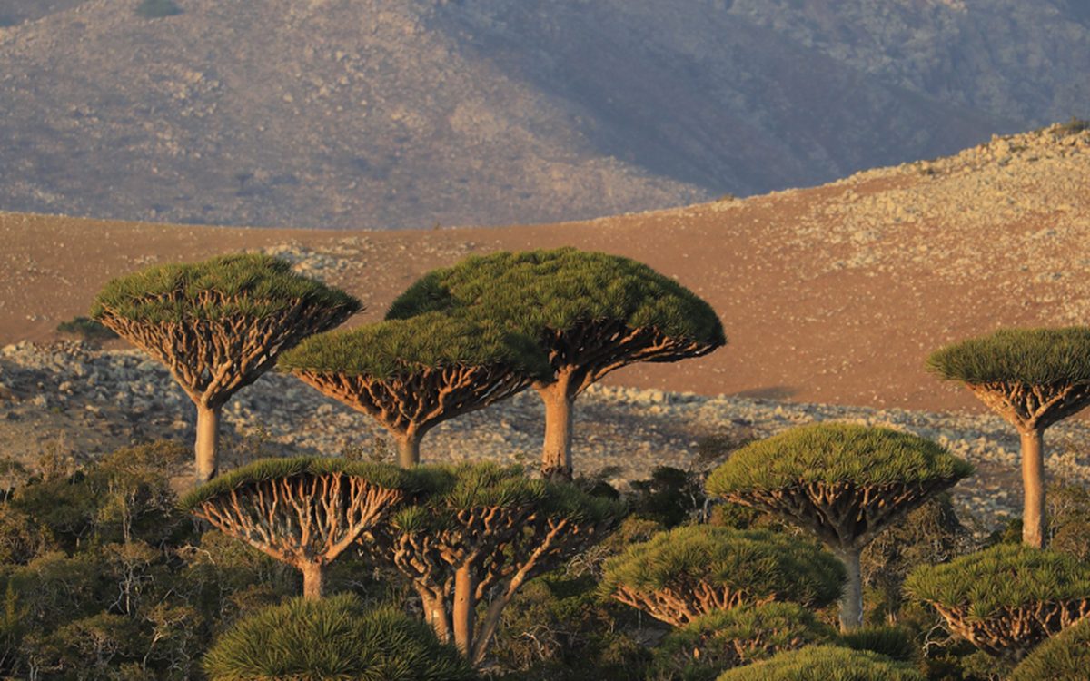 Dragon blood trees on the arid uplands of Socotra