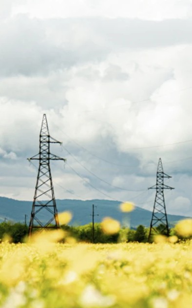 Transmission towers above a field of yellow flowers