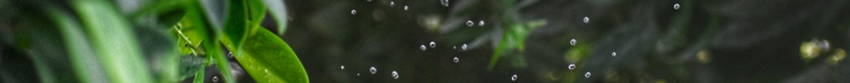 Water droplets on green leaves