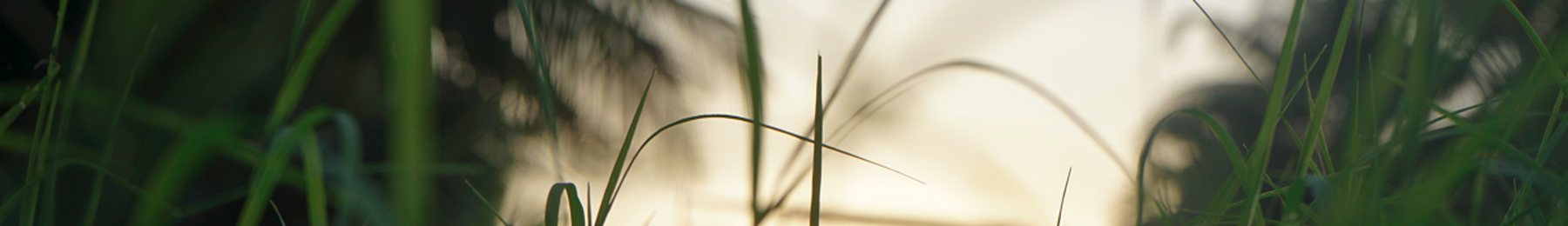 Tall grasses backlit at dusk